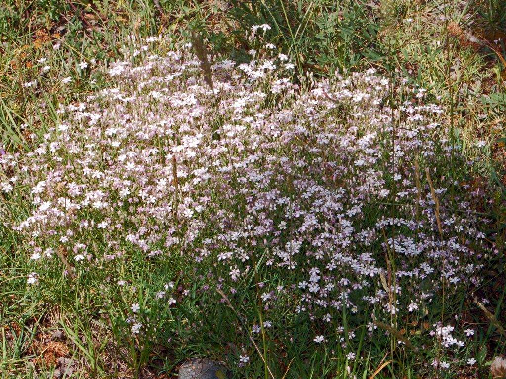 piccoli fiori di montagna - Gypsophila repens